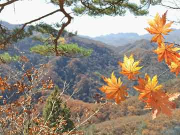 长春高新区鲜花预定 _ 长春鲜花拿货的地方在哪 ?